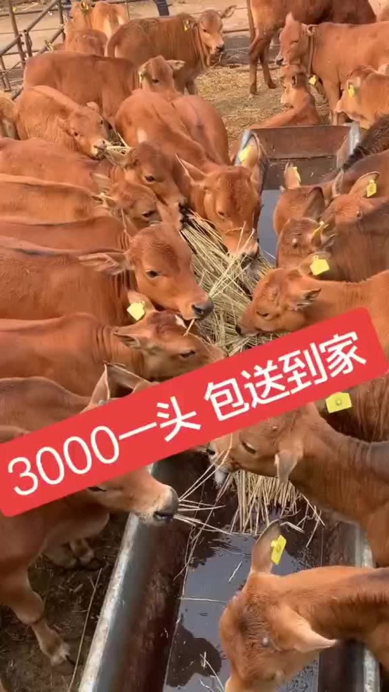 牛犊子活牛纯种西门塔尔牛育肥牛鲁西黄牛幼崽改良小牛苗杂交