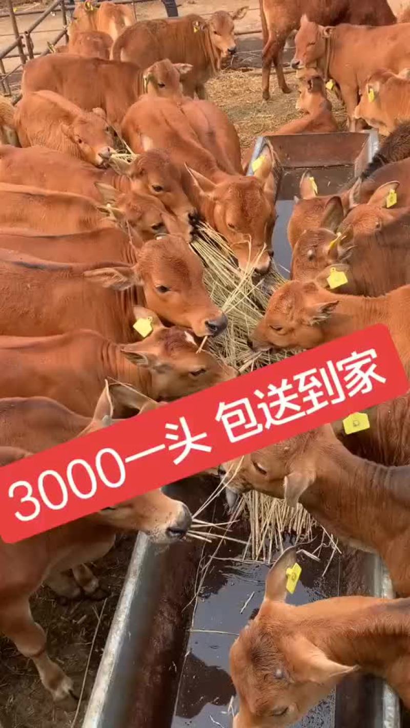 牛犊子活牛纯种西门塔尔牛育肥牛鲁西黄牛幼崽改良小牛苗杂交