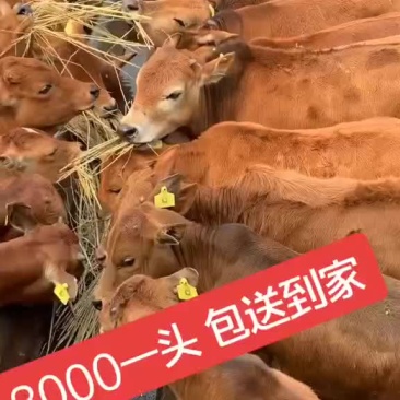 鲁西黄牛活体活牛犊牛苗改良黄牛肉牛犊公母一样牛犊幼