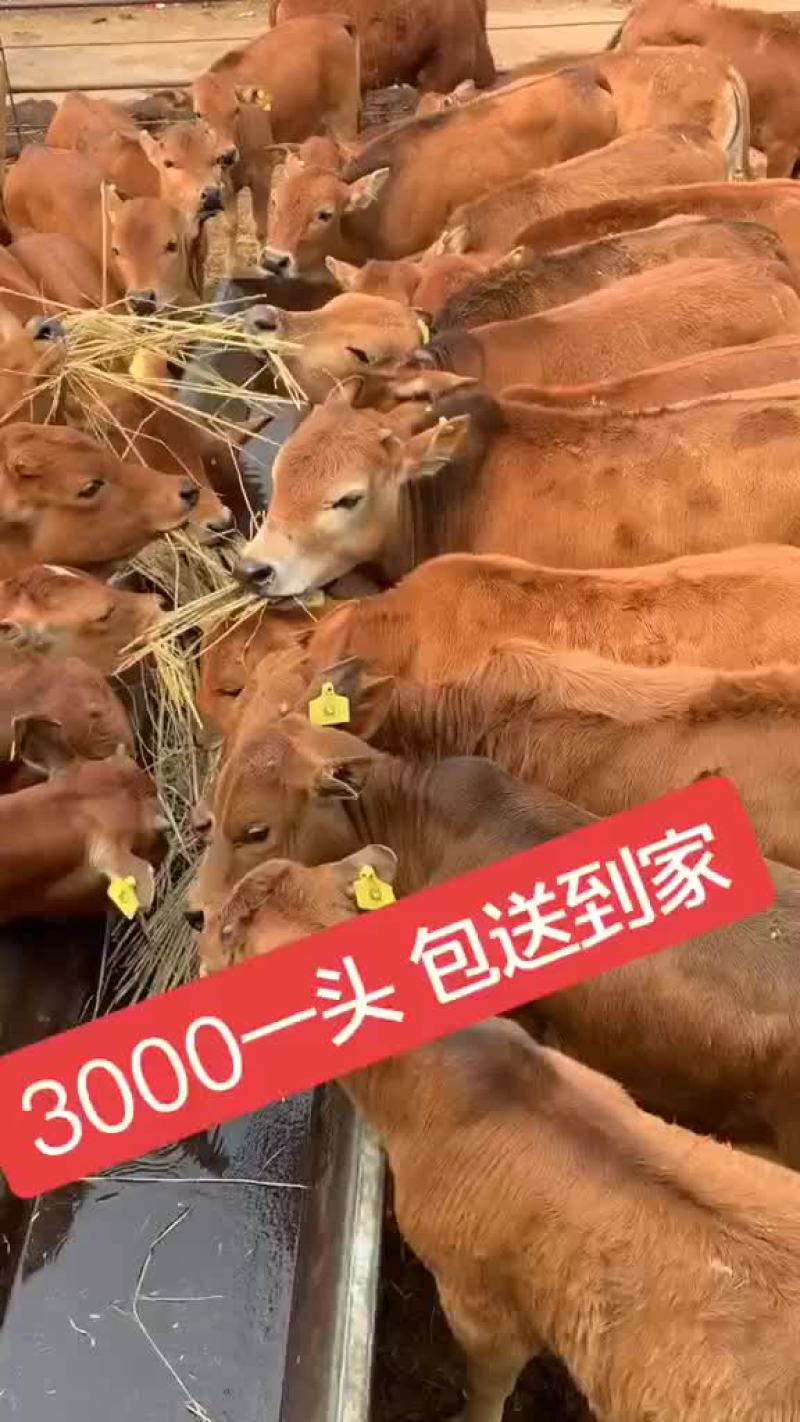 鲁西黄牛活体活牛犊牛苗改良黄牛肉牛犊公母一样牛犊幼