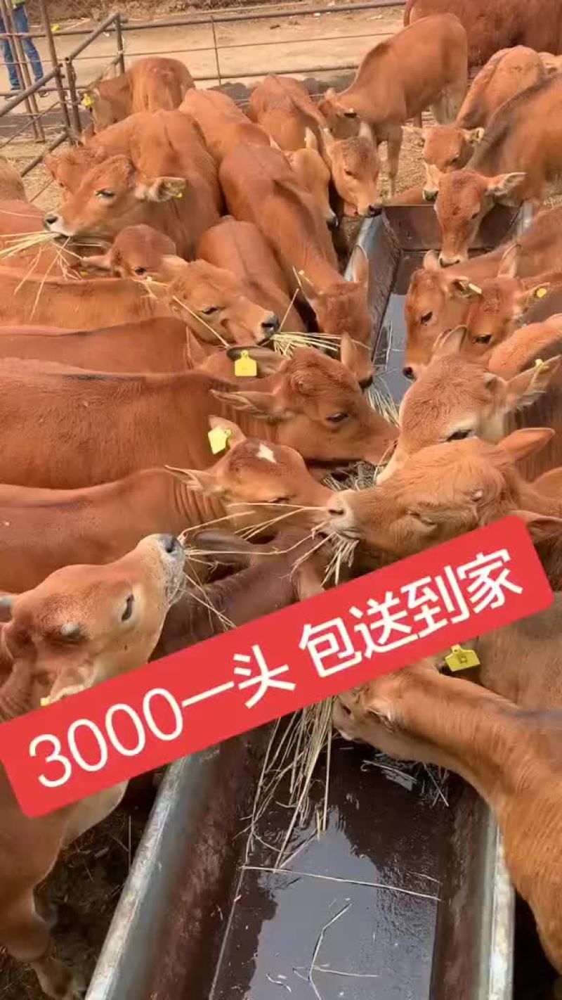 鲁西黄牛活体活牛犊牛苗改良黄牛肉牛犊公母一样牛犊幼