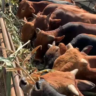 纯种鲁西黄牛小牛犊子6个月小黄牛肉牛犊土黄牛苗小牛仔活体