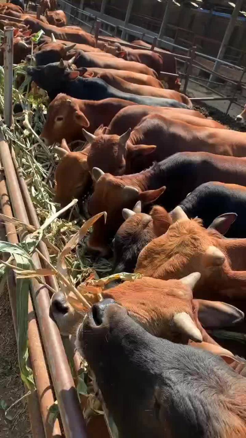 纯种鲁西黄牛小牛犊子6个月小黄牛肉牛犊土黄牛苗小牛仔活体