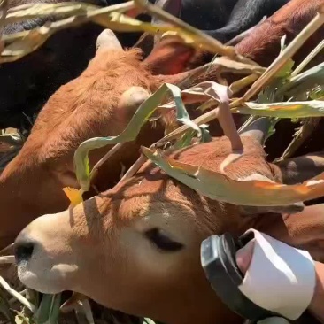 黄牛价格肉牛养殖肉牛犊价格肉牛肉牛苗小牛犊黄牛仔小牛崽养