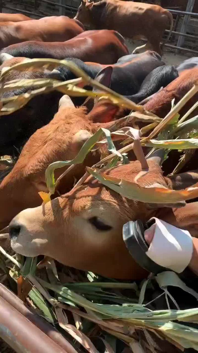 黄牛价格肉牛养殖肉牛犊价格肉牛肉牛苗小牛犊黄牛仔小牛崽养