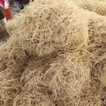 湖北当阳精品鱼腥草
