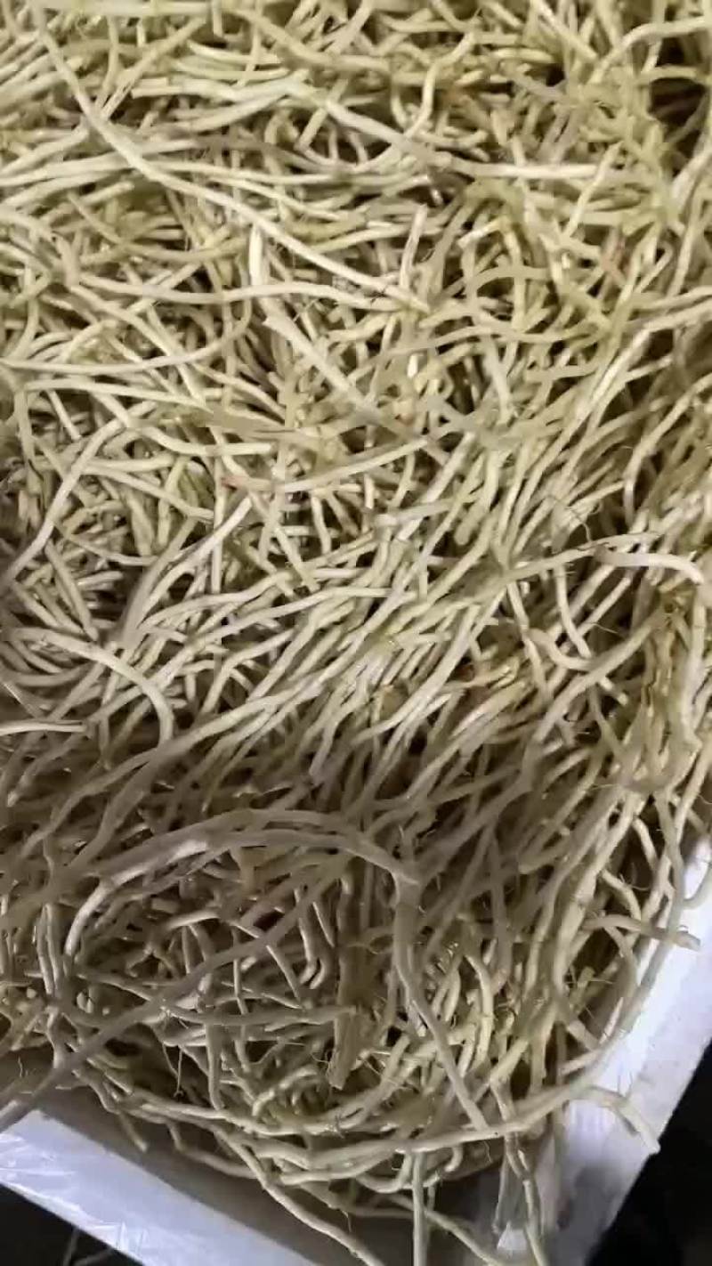 湖北当阳精品鱼腥草