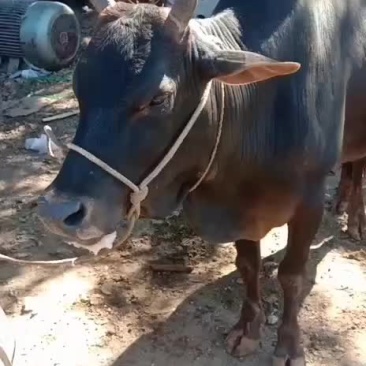 黄牛水牛