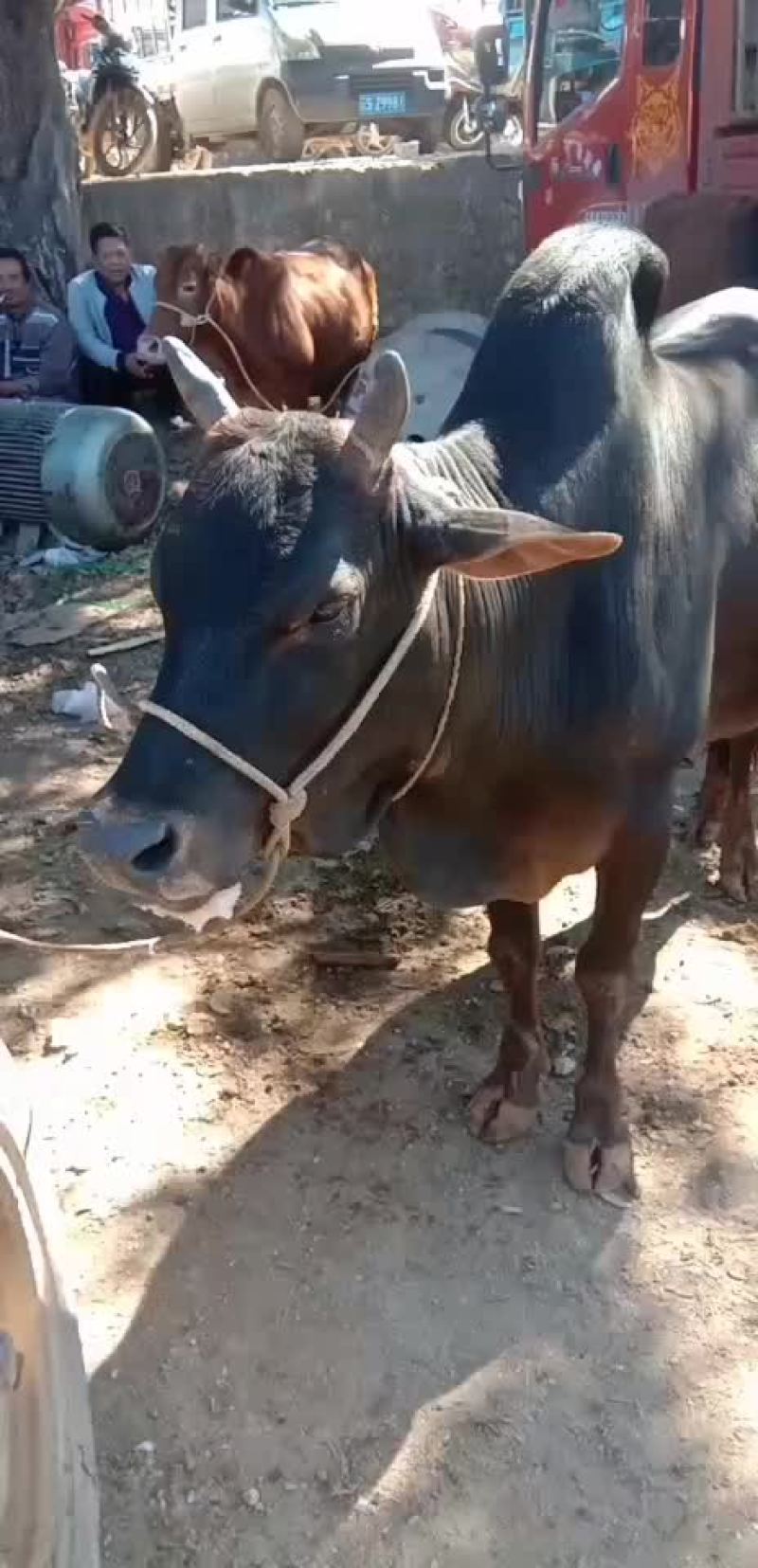 黄牛水牛