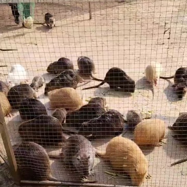 海狸鼠