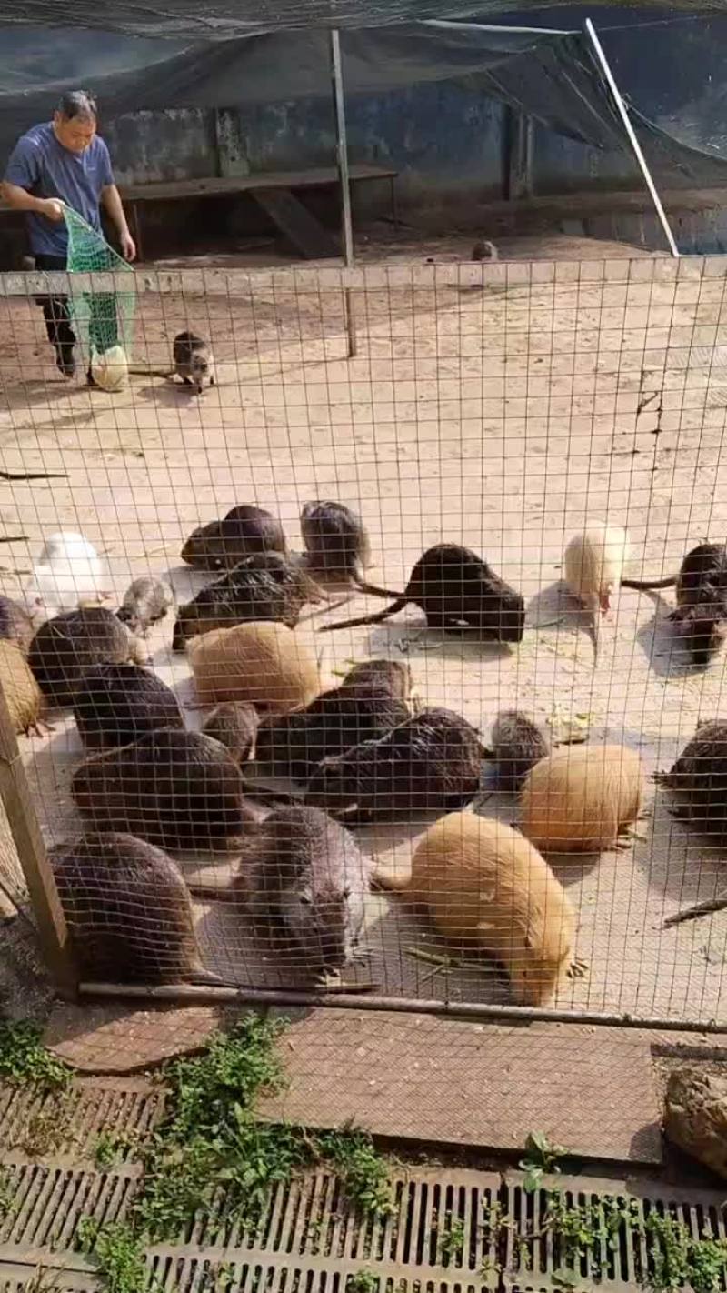 海狸鼠