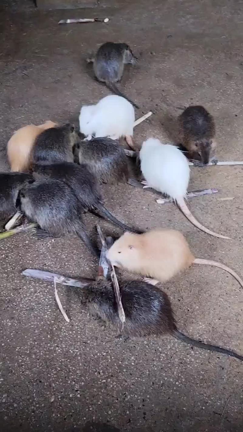 海狸鼠