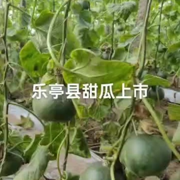 乐亭香瓜老板贸易