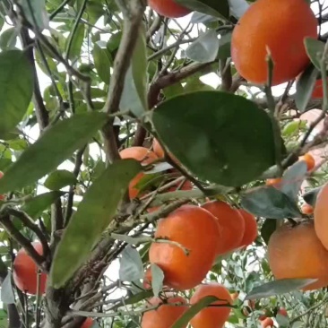 默科特