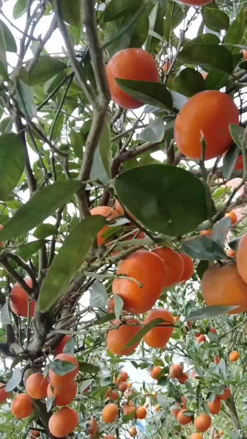 默科特