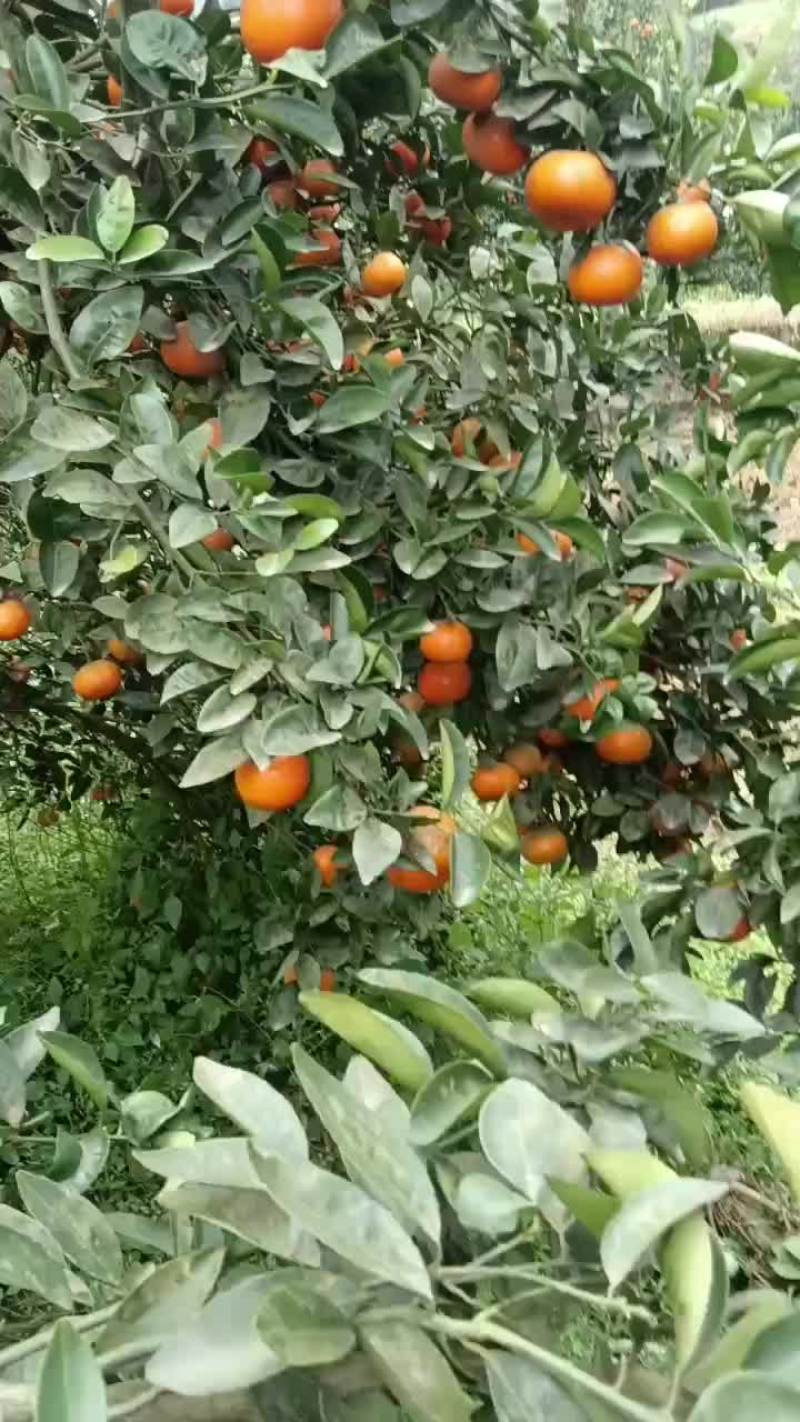 默科特