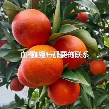 血橙
