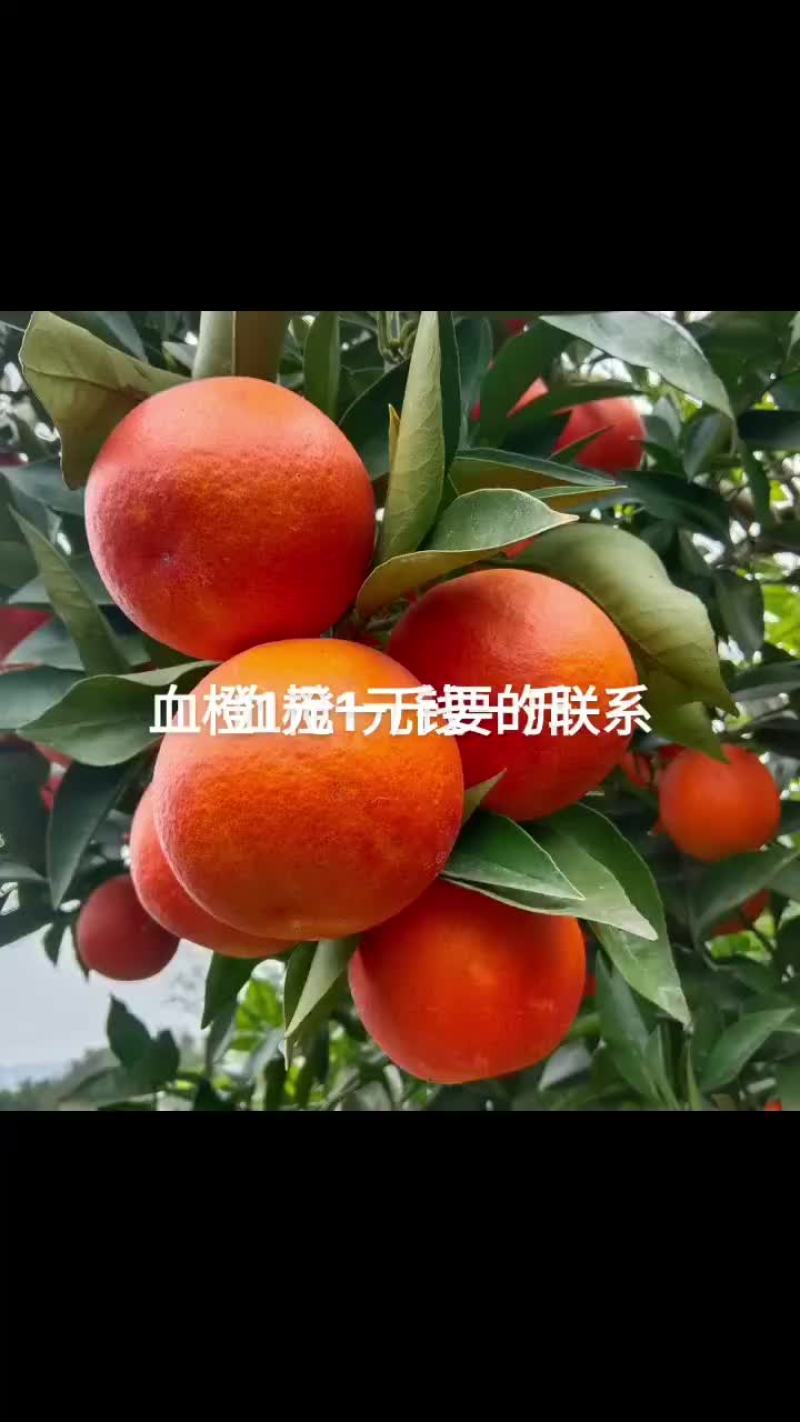 血橙