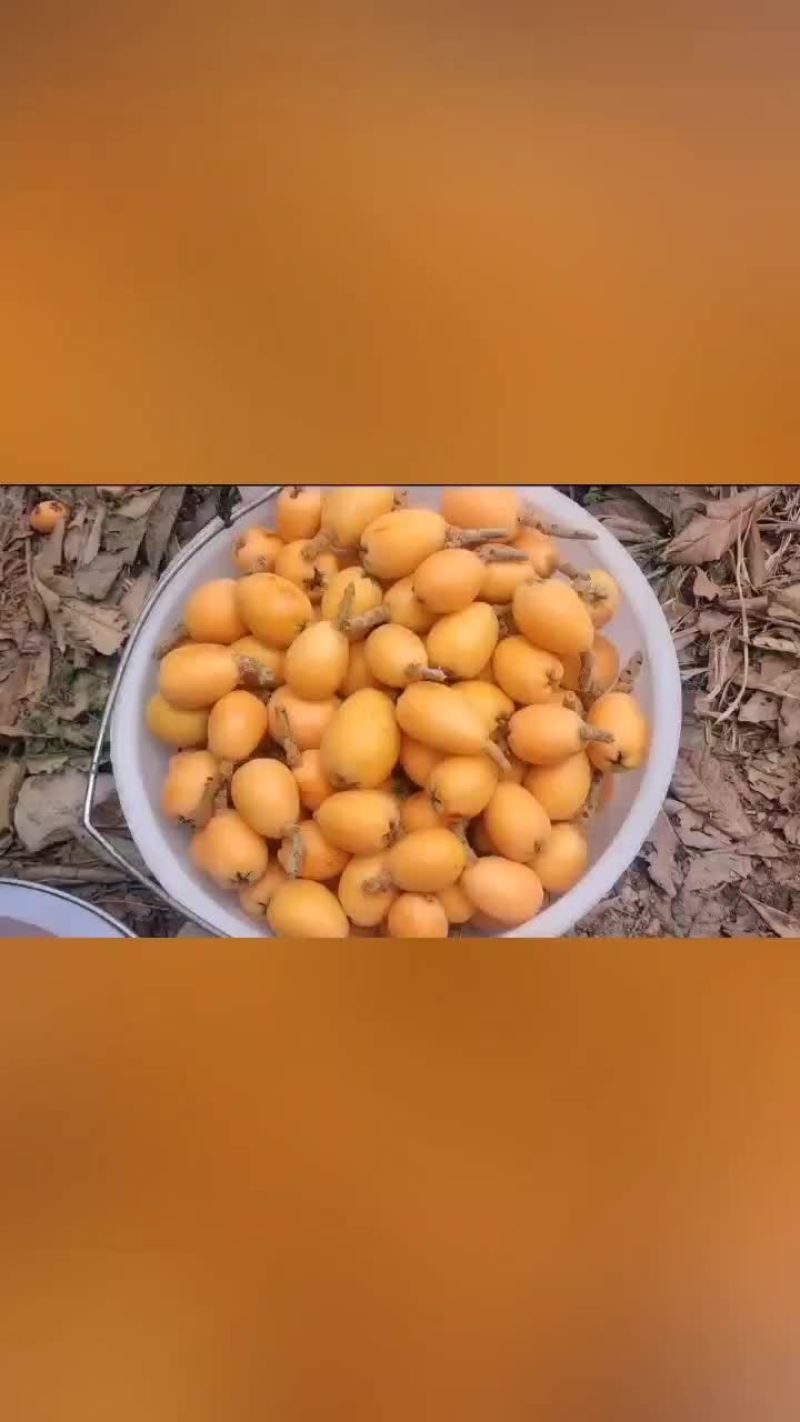 云南大五星枇杷