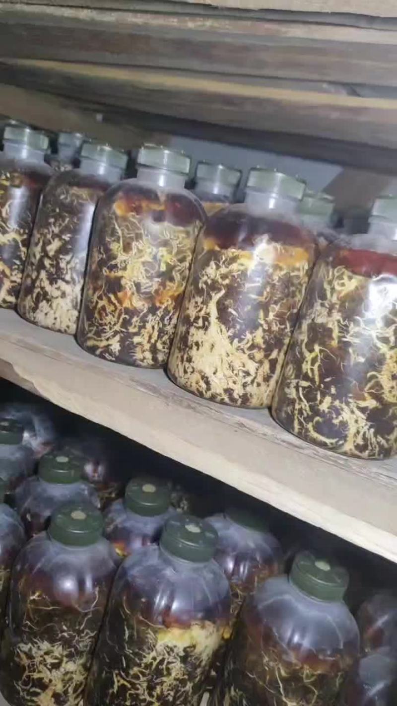 天麻蜜环菌种