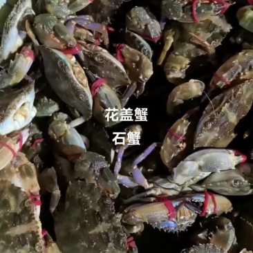 石蟹，花盖蟹