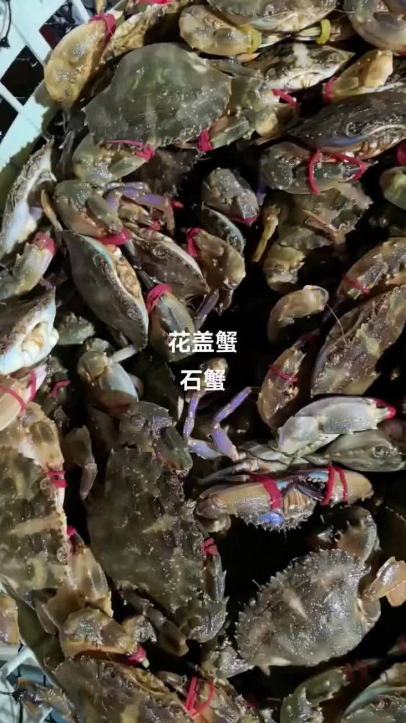 石蟹，花盖蟹