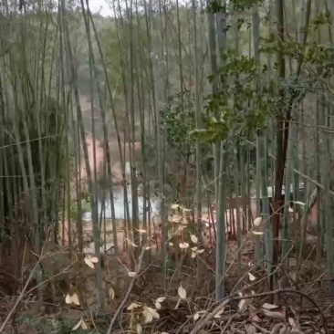 南竹