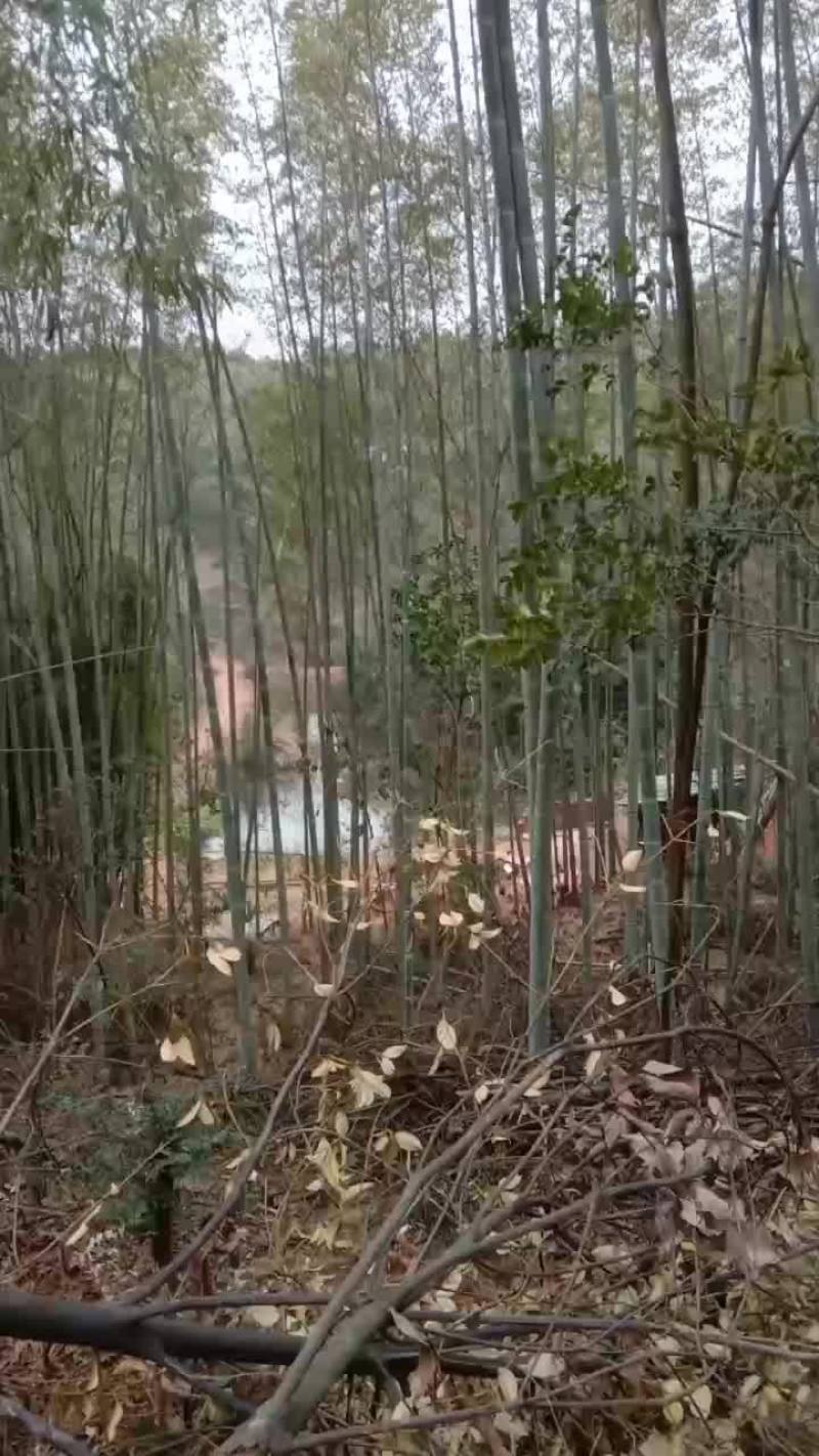 南竹