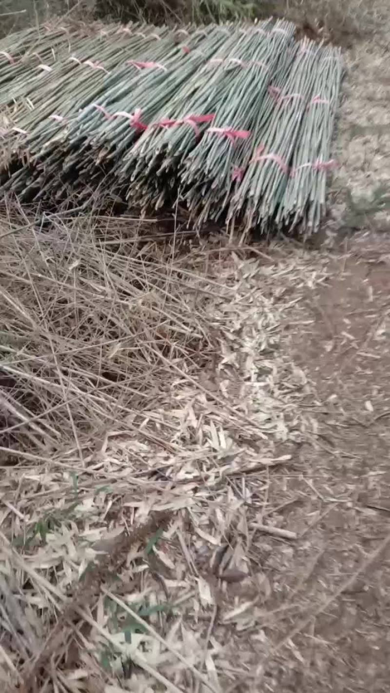 南竹