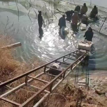 合阳鲤鱼