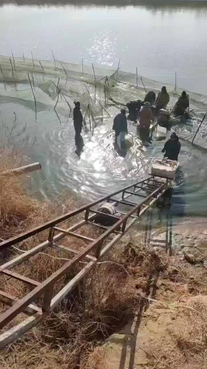 合阳鲤鱼