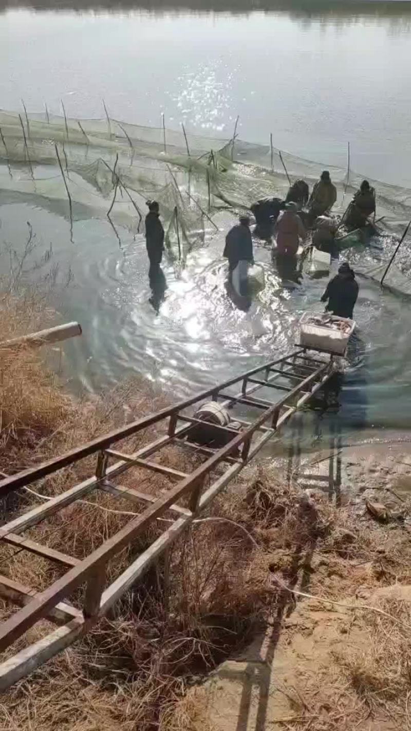 合阳鲤鱼
