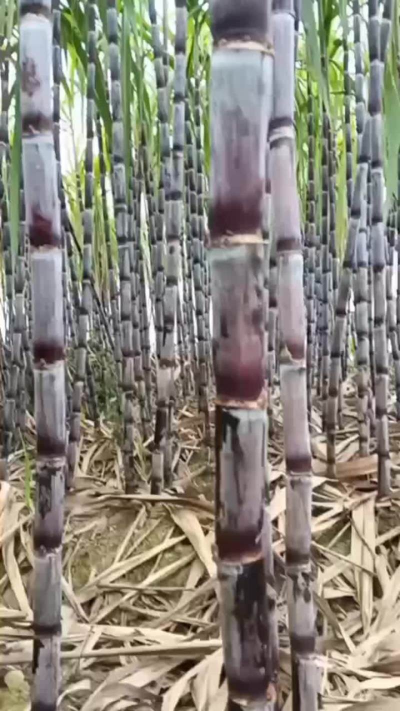 黑皮甘蔗