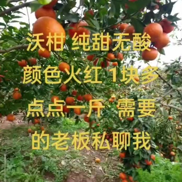 沃柑