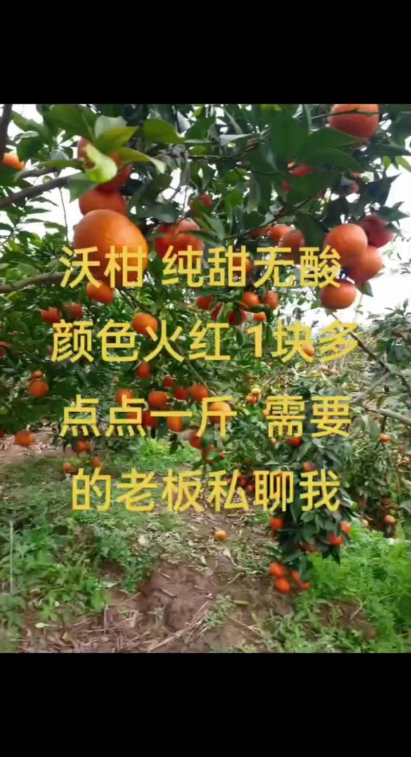 沃柑