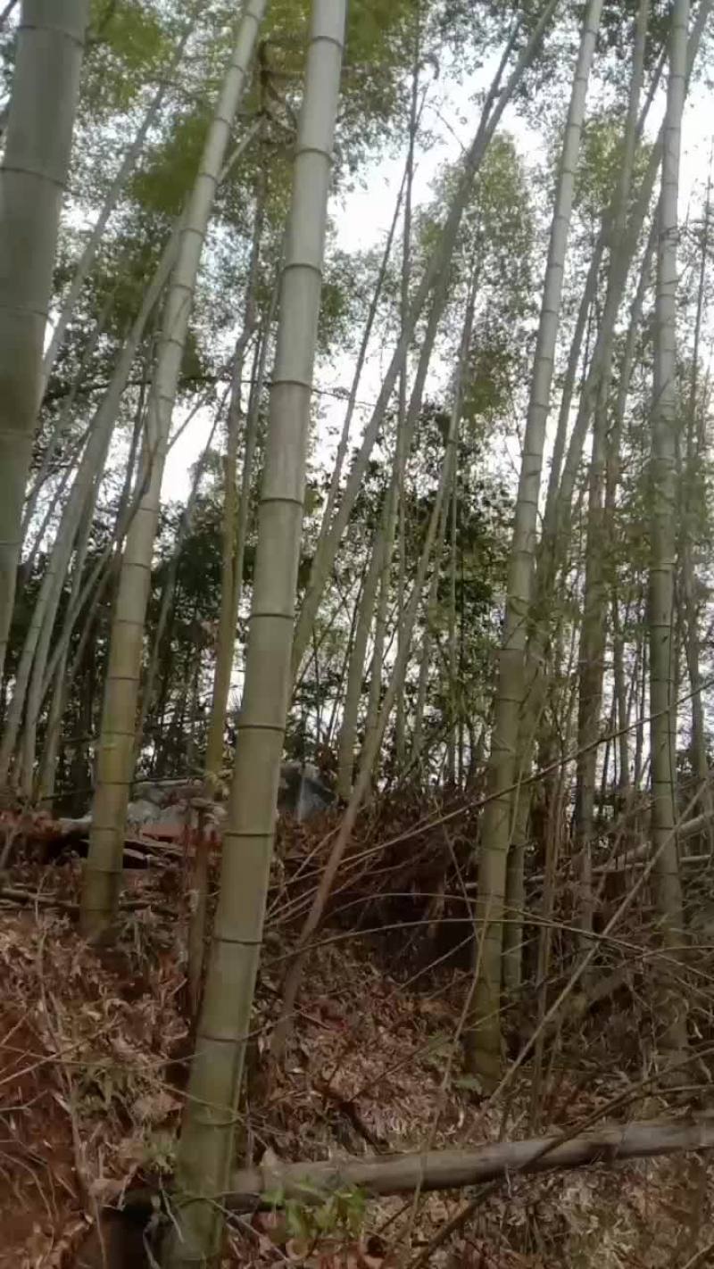 南竹