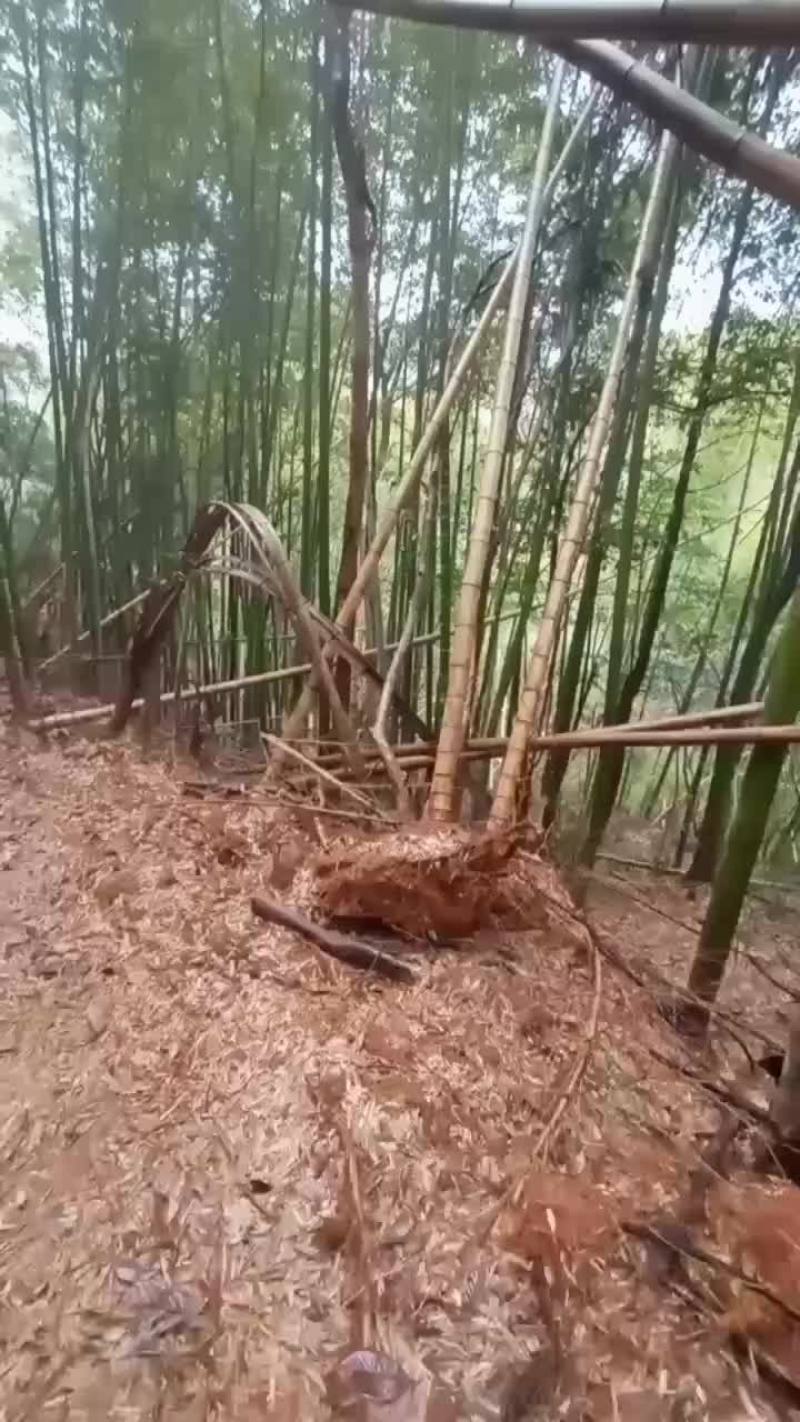 南竹