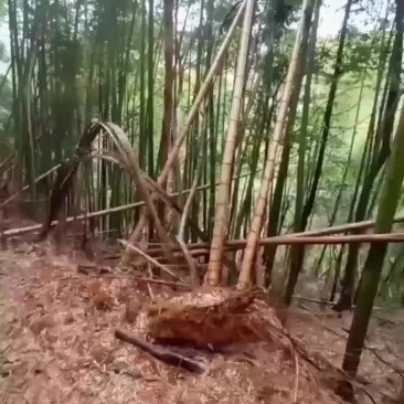 南竹