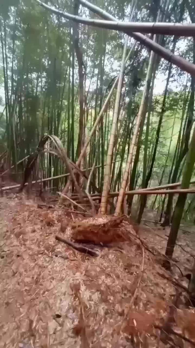南竹