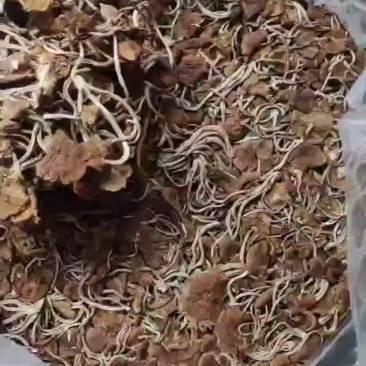 精品江西广昌县茶树菇五号菇开伞菇