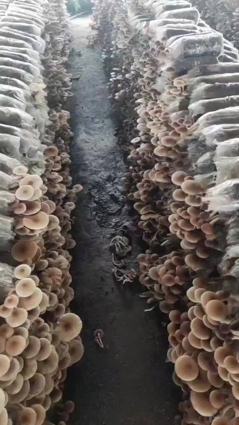 精品江西广昌县茶树菇五号菇开伞菇