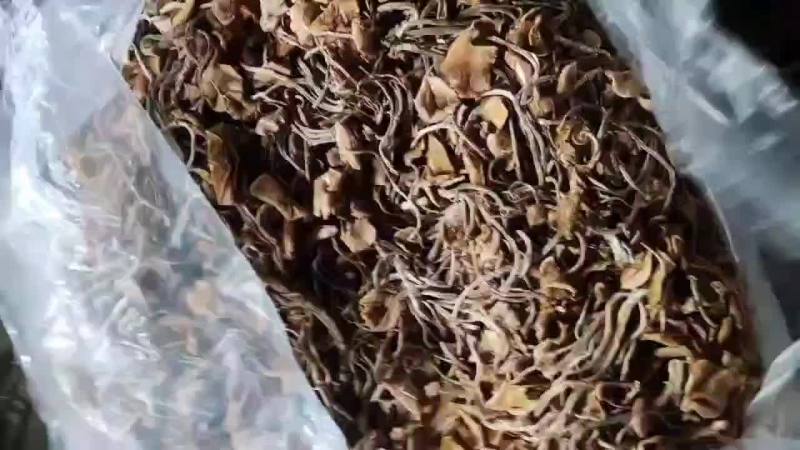 精品江西广昌县茶树菇五号菇开伞菇