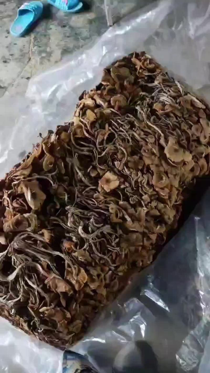 精品江西广昌县茶树菇五号菇开伞菇