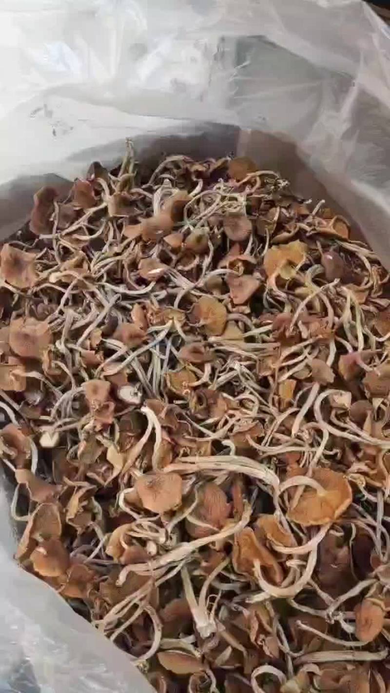 精品江西广昌县茶树菇五号菇开伞菇
