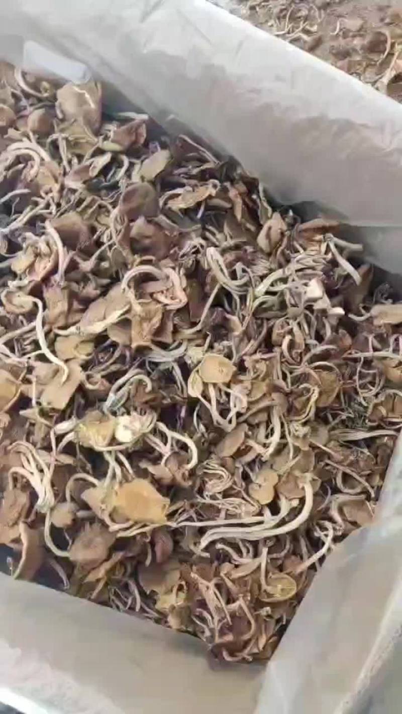 精品江西广昌县茶树菇五号菇开伞菇
