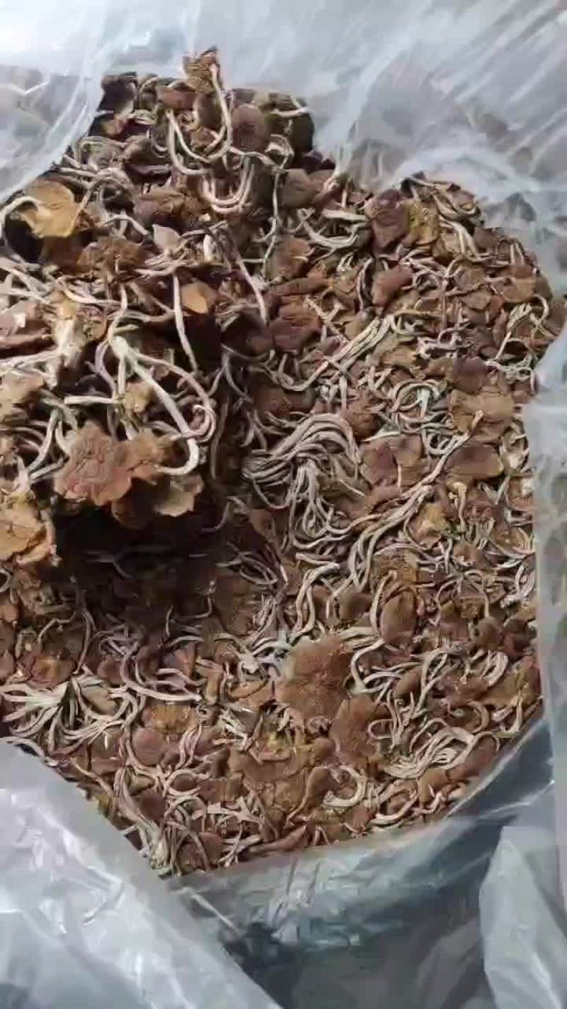 精品江西广昌县茶树菇五号菇开伞菇