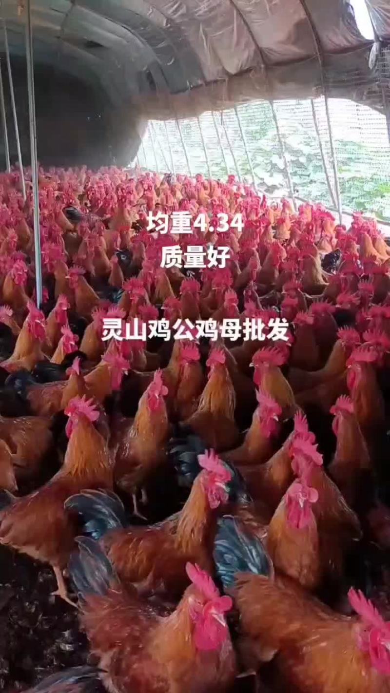 灵山鸡公鸡母批发
