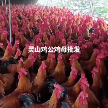 灵山鸡公鸡母批发