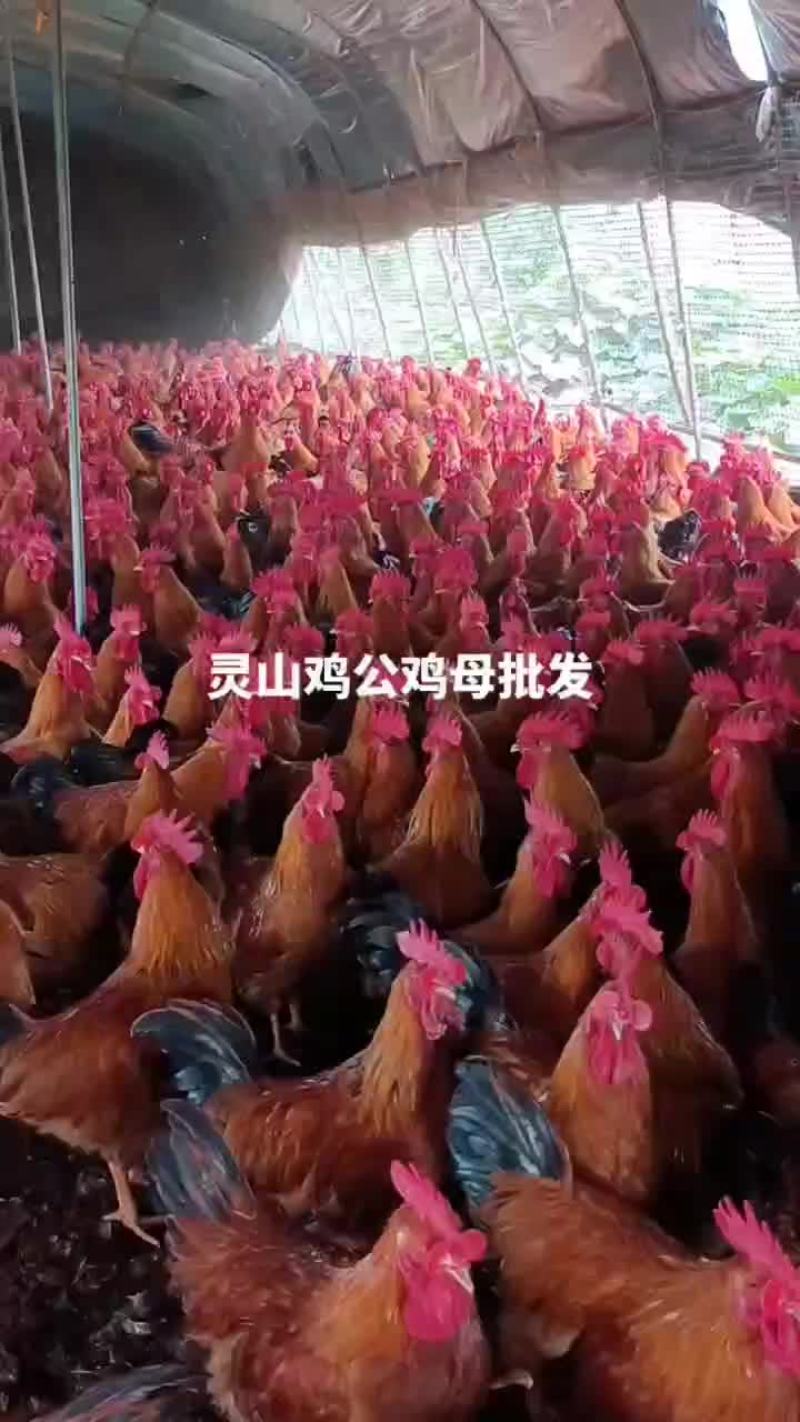 灵山鸡公鸡母批发