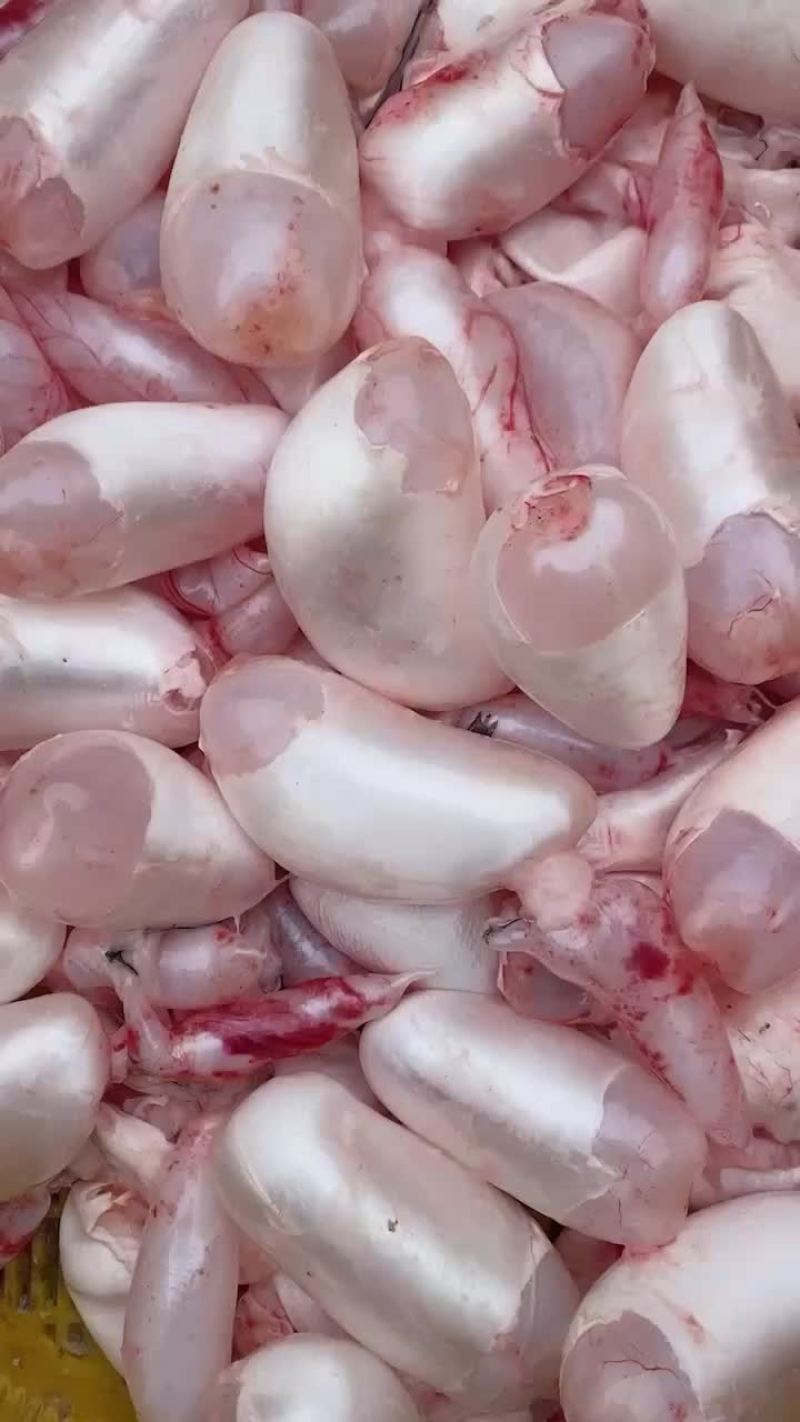 鱼泡